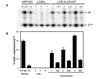 Figure 2. Expression of Abin genes in adult blood RNA of single copy control lines, multicopy LCR-A3 lines, and the derived single copy (sc) lines analyzed