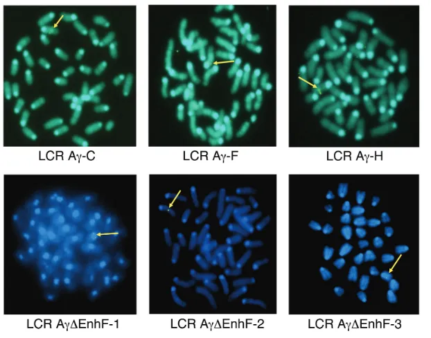 Table 5. The precise transgene integration sites identified by LAM-PCR in LCR-Aγ-ΔEnh/F lines used in this study.