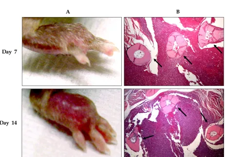 Fig. 4. Morphological changes in the hind paw after inoculation of hepatocarcinoma cells