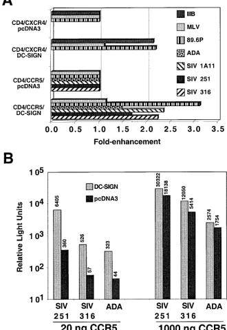 FIG. 1. cisCXCR4), and DC-SIGN or vector alone (pcDNA3) was transfected into 293T cells in each well of a 24-well plate