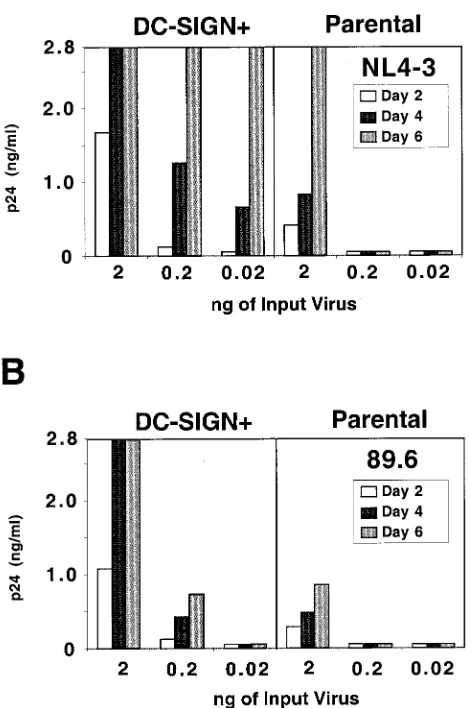 FIG. 2. DC-SIGN-expressing cell lines can support more efﬁcientviral replication. Parental Jurkat cells or DC-SIGN-transduced Jurkat