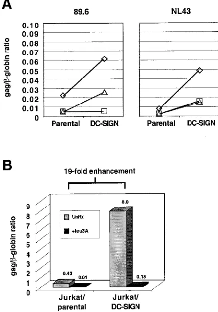 FIG. 5. cisCD4 and STRL33 expression plasmids were transfected into 293T cellseither with DC-SIGN or pCDNA3 as a DNA control