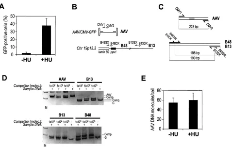 FIG. 1.HU induces permissivity to AAV transduction through a postentry mechanism. (A) Human MRC ﬁbroblasts were transduced withAAV-GFP either without or after overnight incubation in 1 mM HU