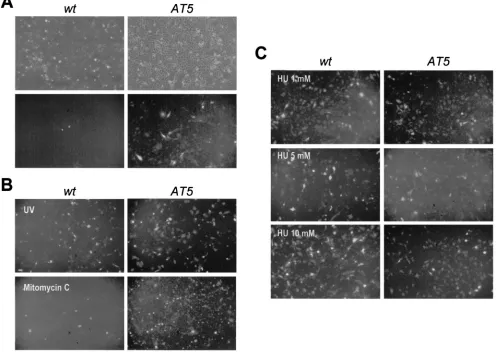 FIG. 3. Sensitivity to AAV transduction of wild-type and ATM ﬁbroblasts after treatment with genotoxic agents
