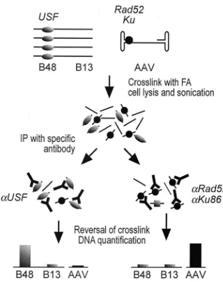 FIG. 4. Flow chart of ChIP of proteins binding to AAV DNA. Flowchart for ChIP. Cells transduced with AAV were treated with formal-