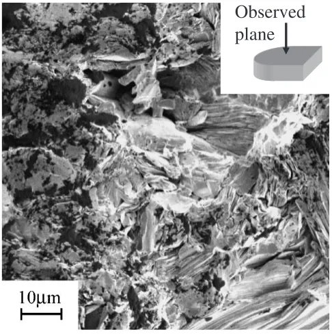 Fig. 5SEM observation on the cross-section of the green sample withaligned crystals.