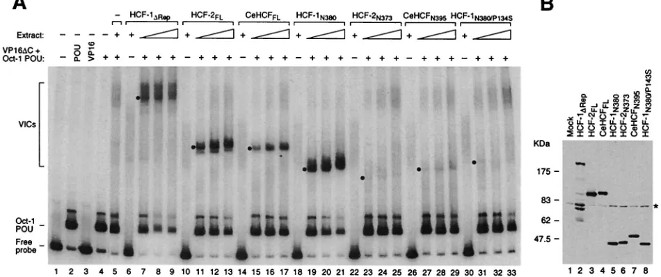 Figure 2A shows the result of the electrophoretic mobility