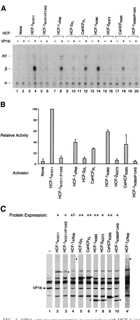 FIG. 3. VP16 activates transcription in association with HCF-1 andCeHCF but only weakly in association with HCF-2