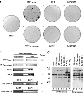 FIG. 4. The HCF-2were transfected with different HCF expression plasmids as indicated