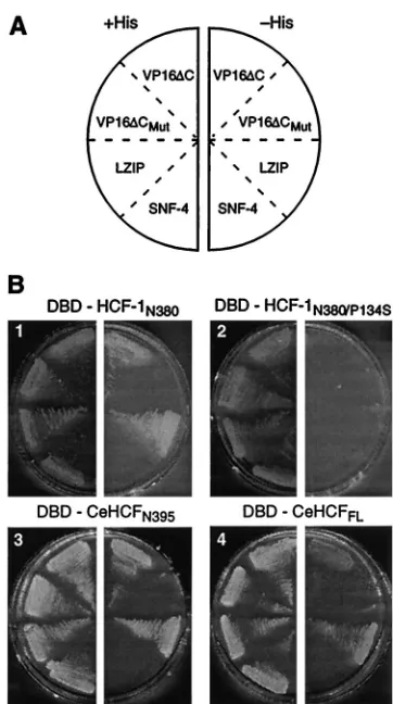 FIG. 5. C. eleganshybrid assay. A yeastexpression plasmids encoding different HCF proteins fused to theGAL4 DBD together with an expression plasmid encoding either oneof two known HCF-1 binding proteins (VP16 and LZIP) or nonbindingproteins (VP16GAL4-AD fu