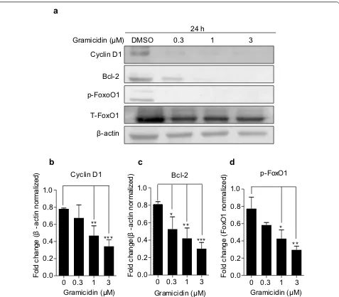 Fig. 6 Gramicidin induced gastric cancer cell apoptosis by decreasing the expression of cyclin D1, Bcl-2 and p-FoxO1