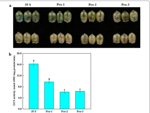 Fig. 1 Qualitative and quantitative detection of the TaAGPL1 promoter-driven GUS activity in the wheat grains