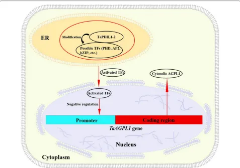 Fig. 5 Schematic model of TaPDIL1-2 chaperone in a protein complex by modifying the folding of some transcription factors (TFs), which negatively regulates expression of the TaAGPL1 gene