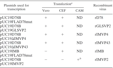 TABLE 2. Generation of chimeric IBDVs after transfection withtranscripts derived from cloned cDNA of segments A and B in Vero