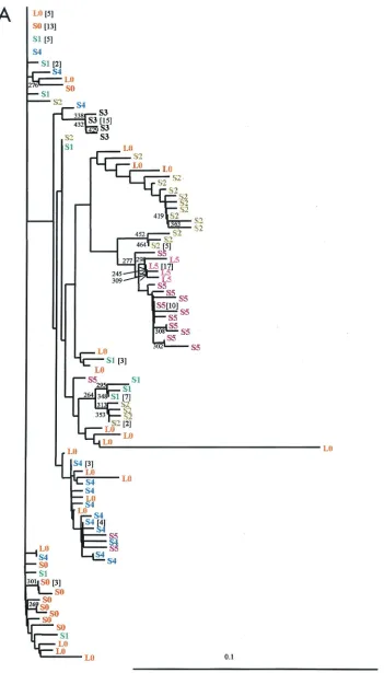 FIG. 2. HCV phylogenetic reconstruction of long-term evolutionary relationship from a nonprogressive chronic hepatitis C patient
