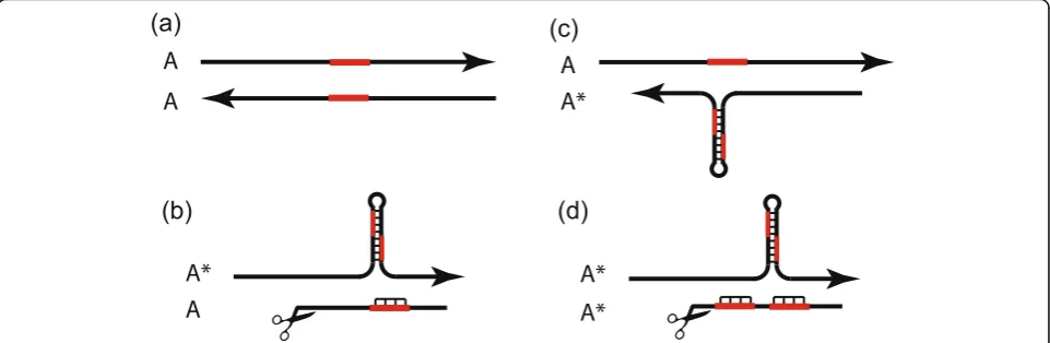 Fig. 3 At thea microRNA that binds to both copies of the palindromic sequence of the mRNA transcribed from the paternalmaternal allele does not produce the microRNA and the paternalAa tandem duplication of this sequence which is processed as a microRNA fro