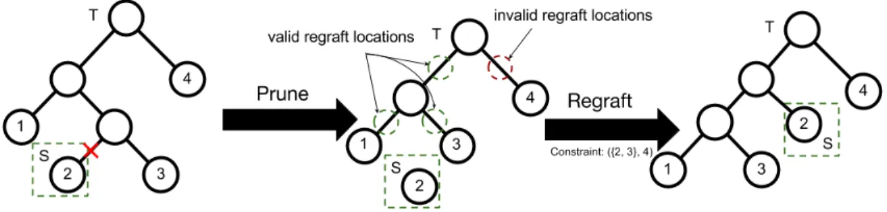 Figure 4.2: Visualized is a constrained-SPR move. Pruning is identical but a regraft location is selected from the valid regraft locations limited by triplets