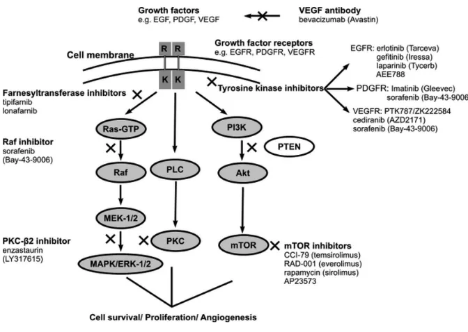 Figure 1. The growth factor signaling pathways and their inhibition in malignant gliomas(MGs)