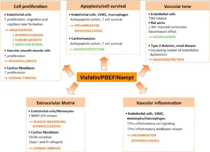 FIGURE.4 ACTIONS OF VISFATIN IN CARDIO VASCULAR  