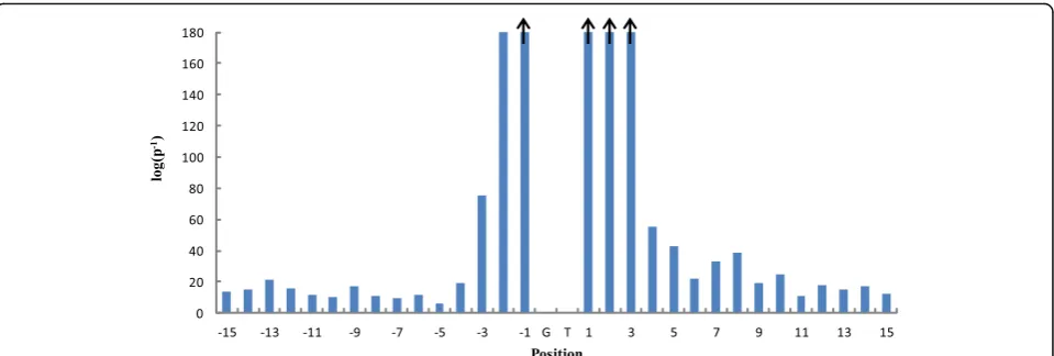 Fig. 3 log(p− 1) values for different positions. ↑:The columns with arrows represent that log(p− 1) values of the corresponding positions are higherthan that of position − 2
