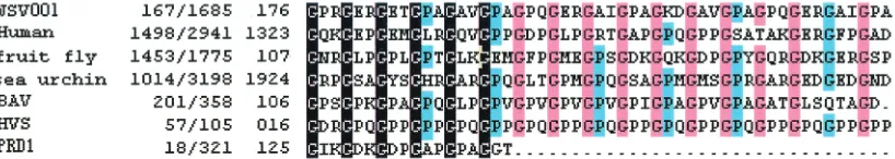 FIG. 3. Multiple amino acid sequence alignment of the product of WSV001 with human (Homo sapiensL23982; fruit ﬂy (A43426; brown alga virus (BAV; ectocarpus siliculosus virus) collagen-like protein, accession no