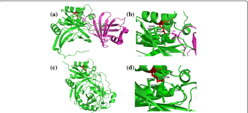 Fig. 3 same as in Fig. 2, but for (a) Staphostatin (inhibitor) -staphopain (cysteine proteinase) complex (PDB code: 1pxv) and (c) prostaphopain Bstructure which is the precursor form of staphopain proteinase (PDB code 1x9y)
