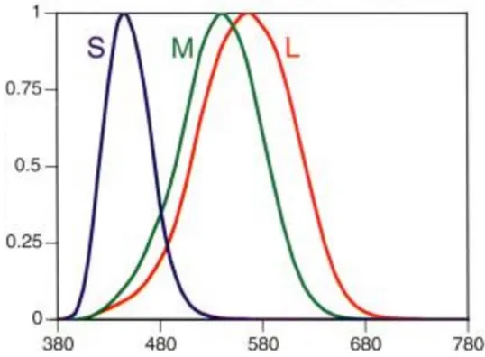 Figure 2-1. Relative spectral sensitivity of the S, M, and L cones by wavelength (from Berns, 2000)