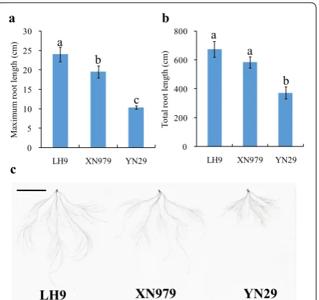 Fig. 1 The root length and morphology of LH9, XN979 and YN29. The maximum root length (a), total root length (b) and root morphology (c) of LH9, XN979 and YN29
