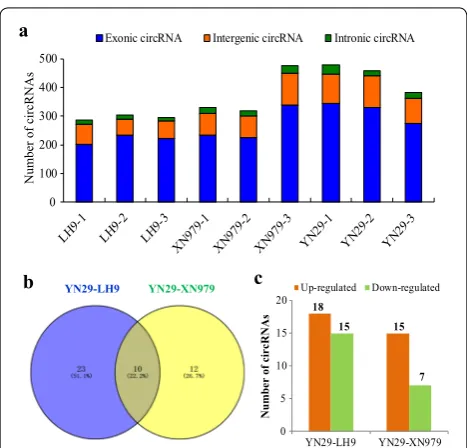 Fig. 2 Statistical analysis of identified circRNAs and differentially expressed circRNAs (DECs) in the roots of LH9, XN979 and YN29