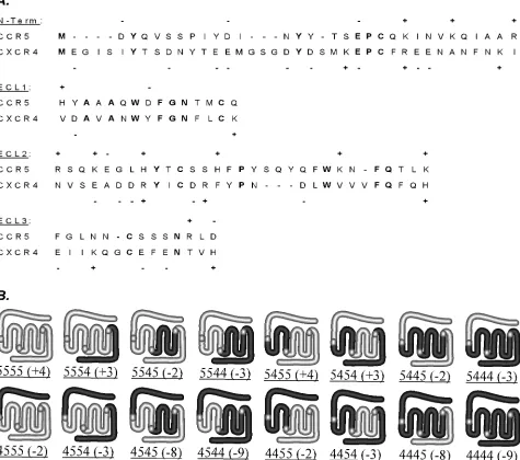 FIG. 1. (A) Amino acid sequences of putative extracellular domains of CCR5 and CXCR4 contained within the four substituted regions werealigned using Jellyﬁsh software (Biowire)
