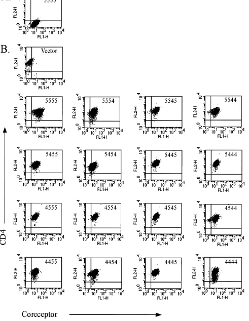 FIG. 2. Flow cytometric analysis of stable coreceptor-expressing cell lines. U87.CD4 cell lines were stained with control immunoglobulin G-PE(A) or anti-CD4-PE antibody (B) and analyzed for GFP (FL1) and PE (FL2) ﬂuorescence in a ﬂow cytometer