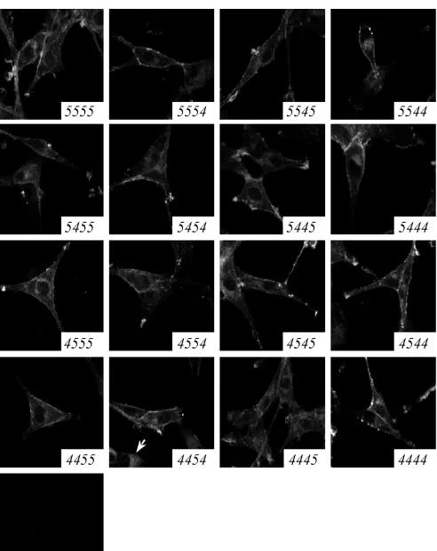 FIG. 3. Subcellular localization of CCR5/CXCR4 chimeric coreceptors. U87.CD4 cell lines were ﬁxed and viewed by confocal microscopy