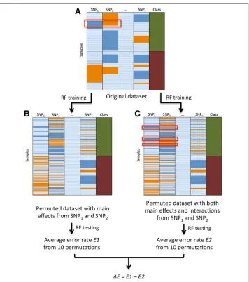 Fig. 1 Overview of the permuted Random Forest (pRF). Shown in panelare separated, two selected SNP columns shuffle the information separately within each class.second permutation framework that keeps SNPs’ interaction and main effects, in which cases and c