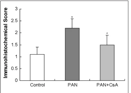 Fig. 3. Immunohistochemical staining of ZO-1 in the control, PAN and CsA treated PAN rats