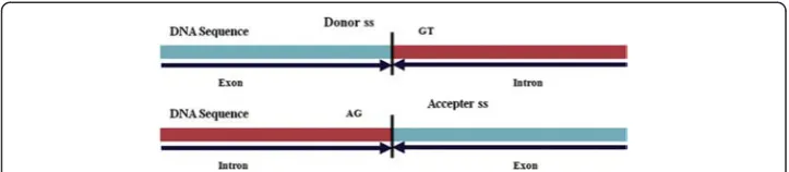 Fig. 2 Flow diagram shows the step involved in prediction using ensemble of tree classifiers