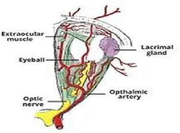 Figure 1-Optic nerve in relation to ocular structures 