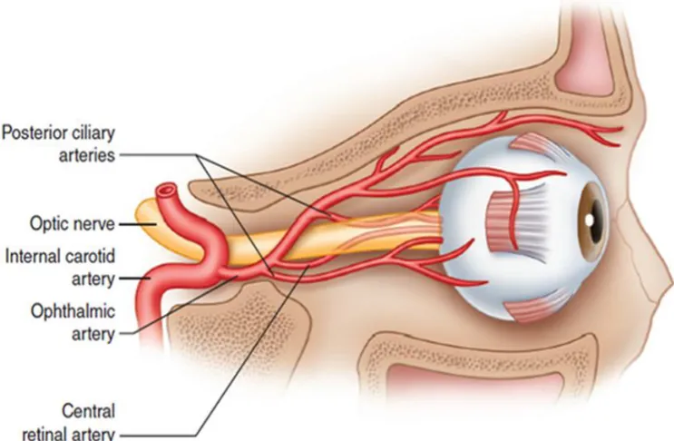 Figure 2-Blood supply of optic nerve 