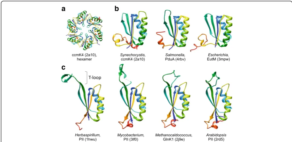 Fig. 1 Structural comparison of the major shell protein (BMC-H) of bacterial microcompartments with the PII signaling proteins