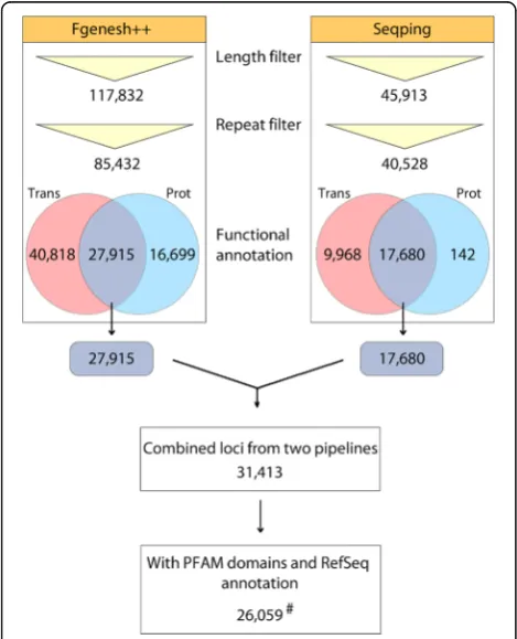 Fig. 1 Integration workflow of Fgenesh++ and Seqping genepredictions. Trans – Gene models with oil palm transcriptome evidence;Prot – Gene models with RefSeq protein evidence