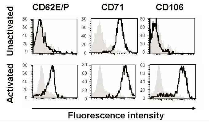 Figure 1. Expression of surface receptors. HSVECs were cultured and the surface expres-80 ng/mL IFN-isotype-control antibody, and the dark black lines are specific antibodies againstsion of CD62E/P, CD71, and CD106 were analyzed using flow cytometry