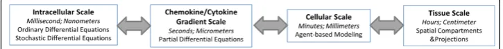 Fig. 1 Integration of 4 order spatiotemporal scales. To be able to model fine-grained intracellular behaviors,a multiscale modeling approach which embeds intra-cellular models into the inter-cellular tissue levelmodels is needed