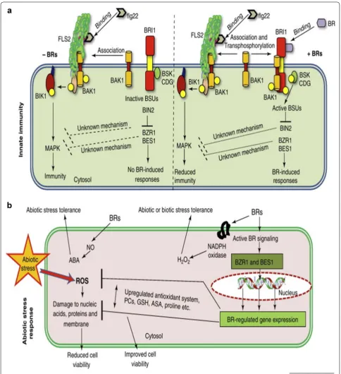 Fig. 3 Model of brassinosteroids (BRs) implicated in innate immunity (a) and abiotic stress (b) responses in model plant (Arabidopsis), as reported in Trends in Plant Science 2012;17: 594–605