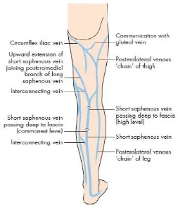 Figure 2: Venous Drainage of Foot 