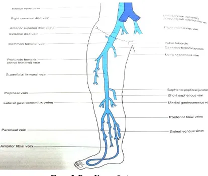 Figure 5: Deep Venous System Figure 