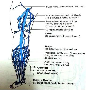 Figure 6: Lower Limb Perforators Figure 