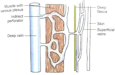 Figure 8: Indirect Perforator Vein Figure 