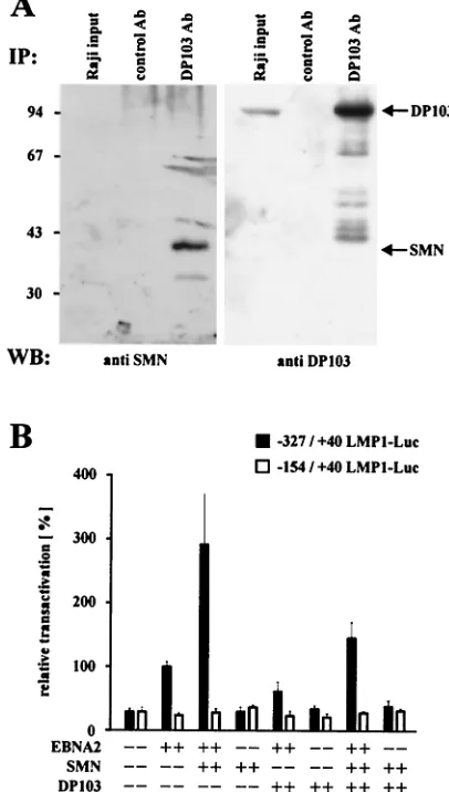 FIG. 1. (A) Interaction of DP103 and SMN in B lymphocytes.Coimmunoprecipitations (IP) from Raji cell extracts were performed