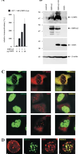 FIG. 2. (A) Dose-dependent coactivation of the �SMN (indicated in micrograms). Assays were performed as described for Fig