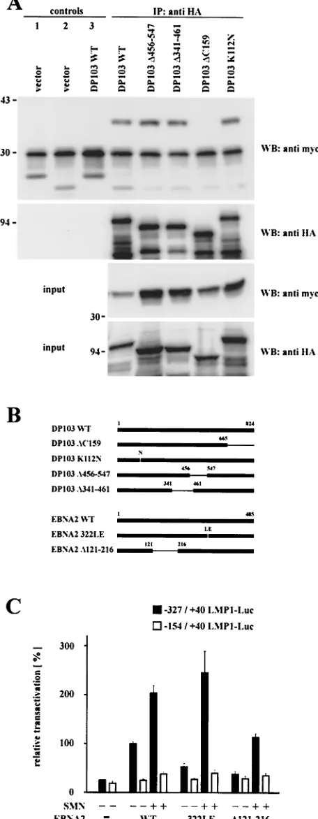 FIG. 4. EBNA2-mediated transactivation of the LMP1 promoterinvolves binding of EBNA2 to DP103