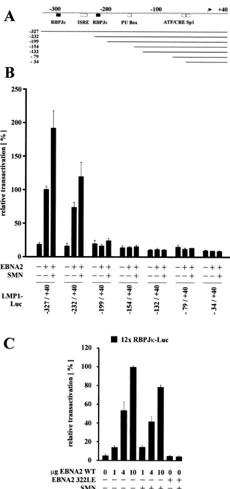 FIG. 5. The presence of RBPJ is essential but not sufﬁcient forEBNA2 322LE. (B and C) Assays were performed as described for Fig.1B